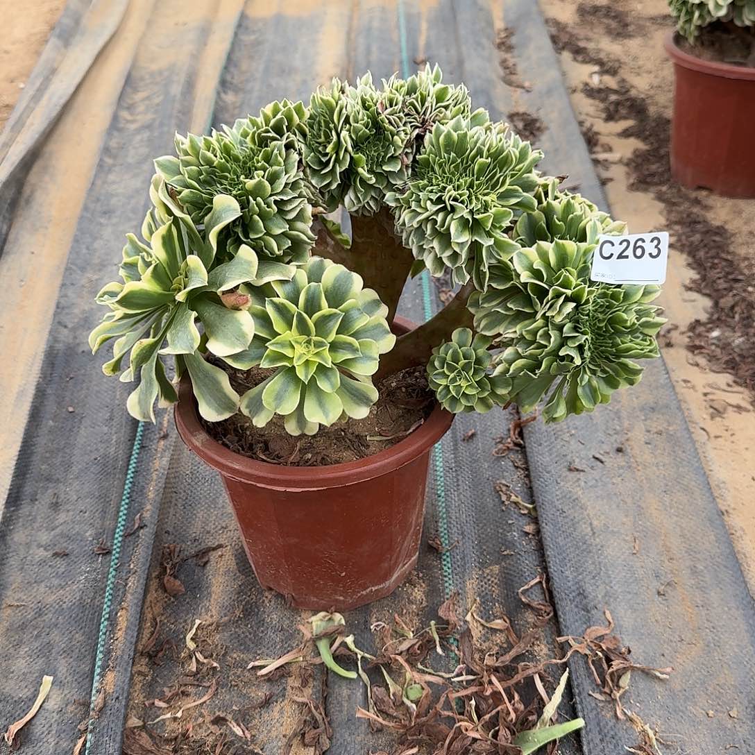 263绿豆莎微瑕一颗