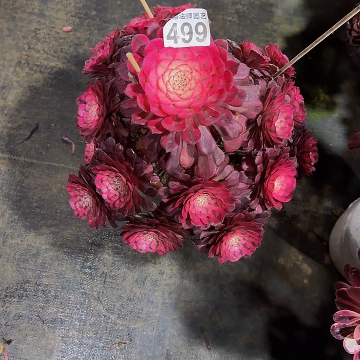 红陶红彤超白499