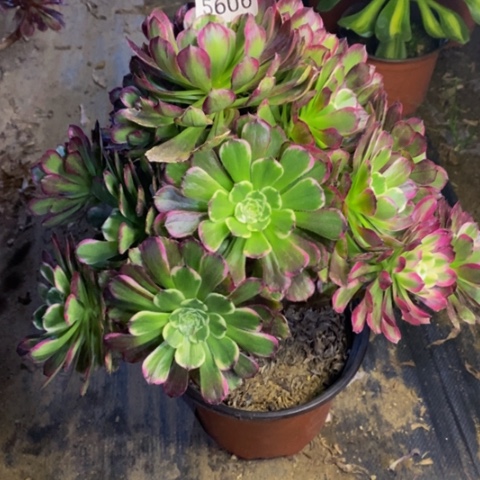 嫦娥有断枝多肉5606