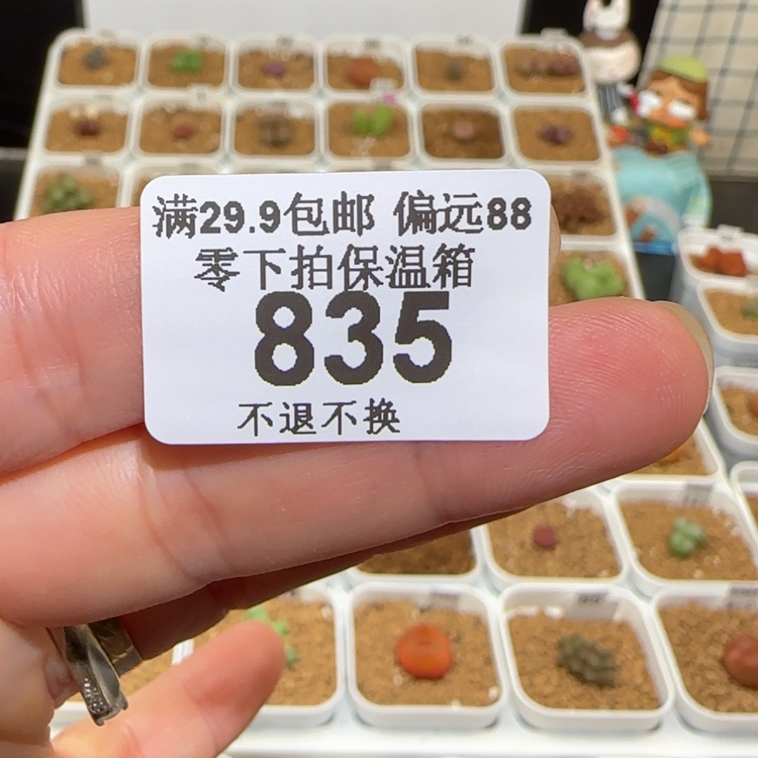 用***我肉锥多肉植物组合-835