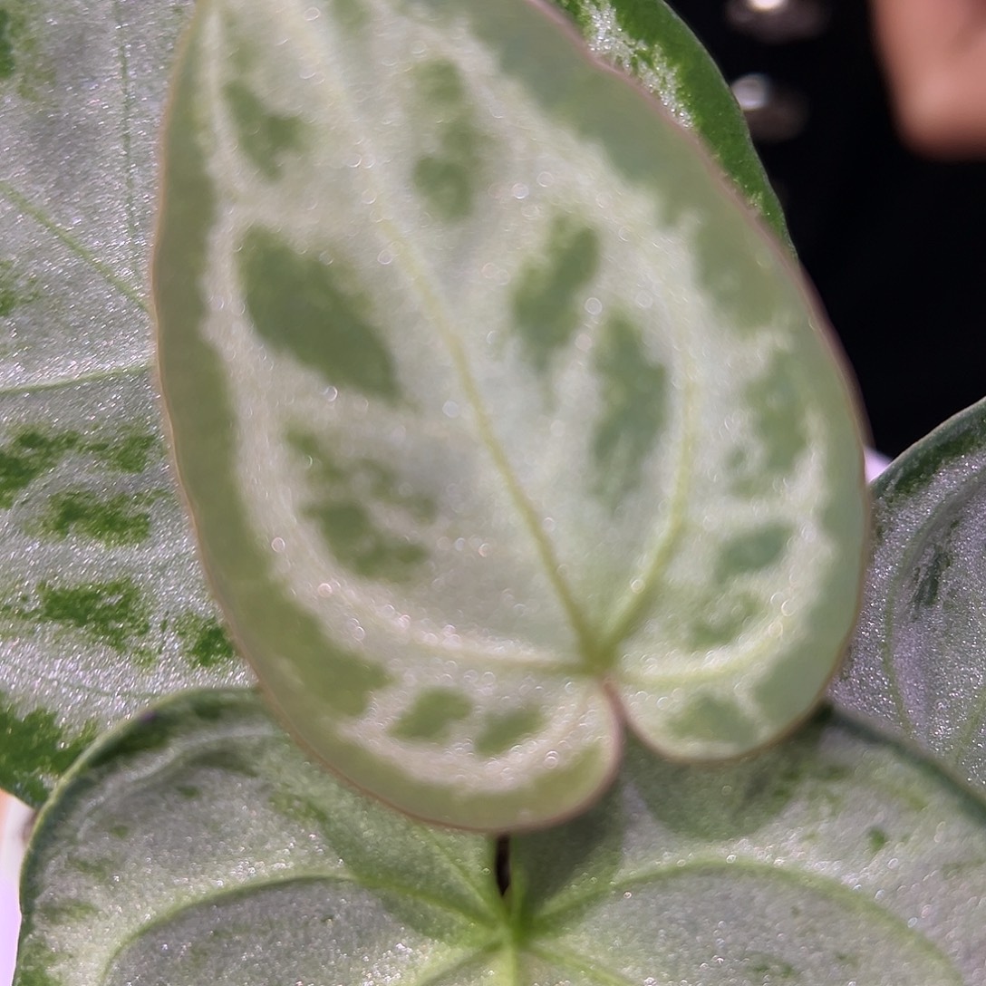 s***i完全开放银王侧芽