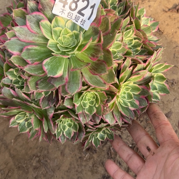 水蜜桃多肉植物4821