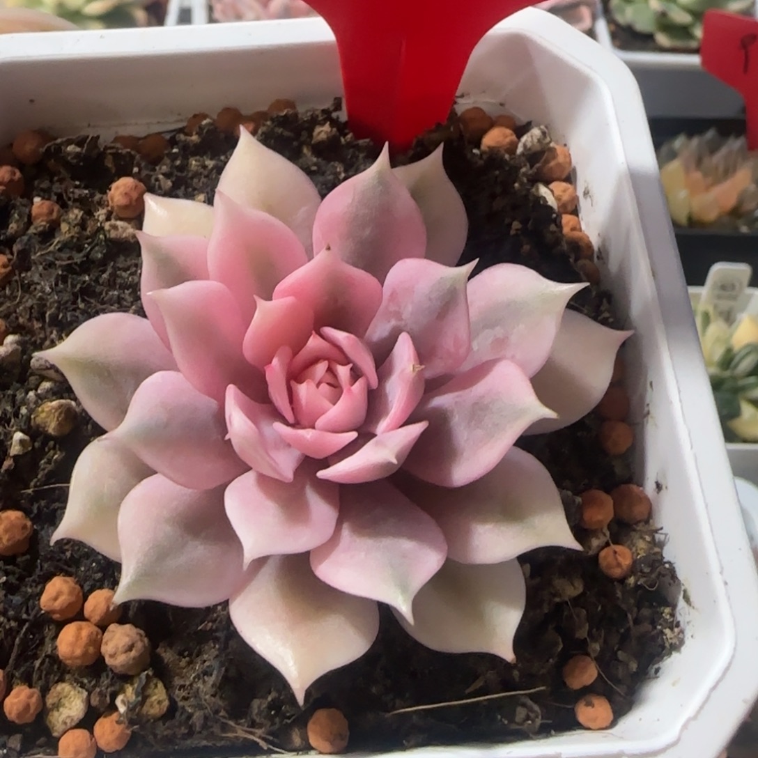 872粉蝶锦多肉植物