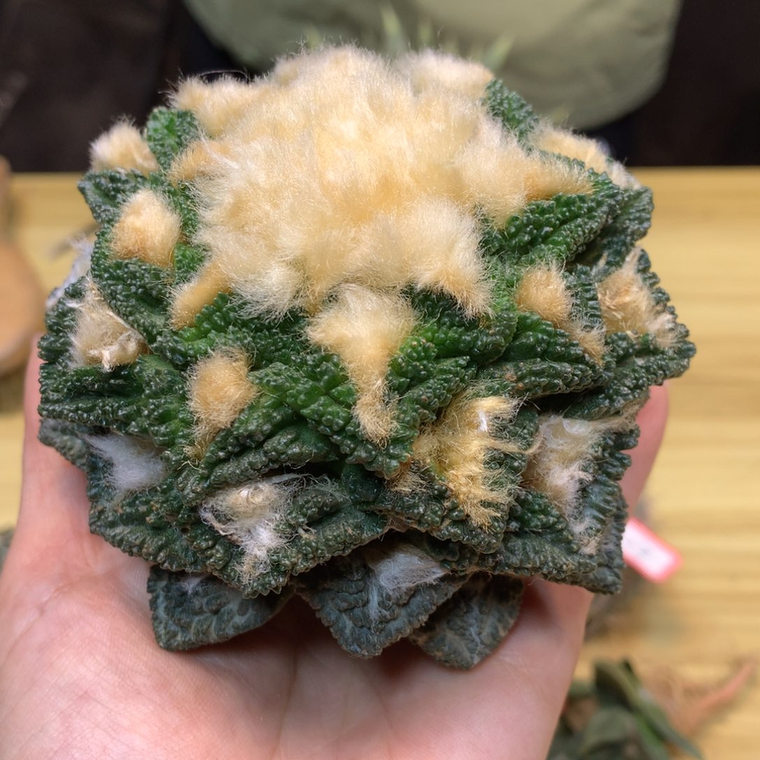     20号 苗接 龟甲新顿10.2公分 无根