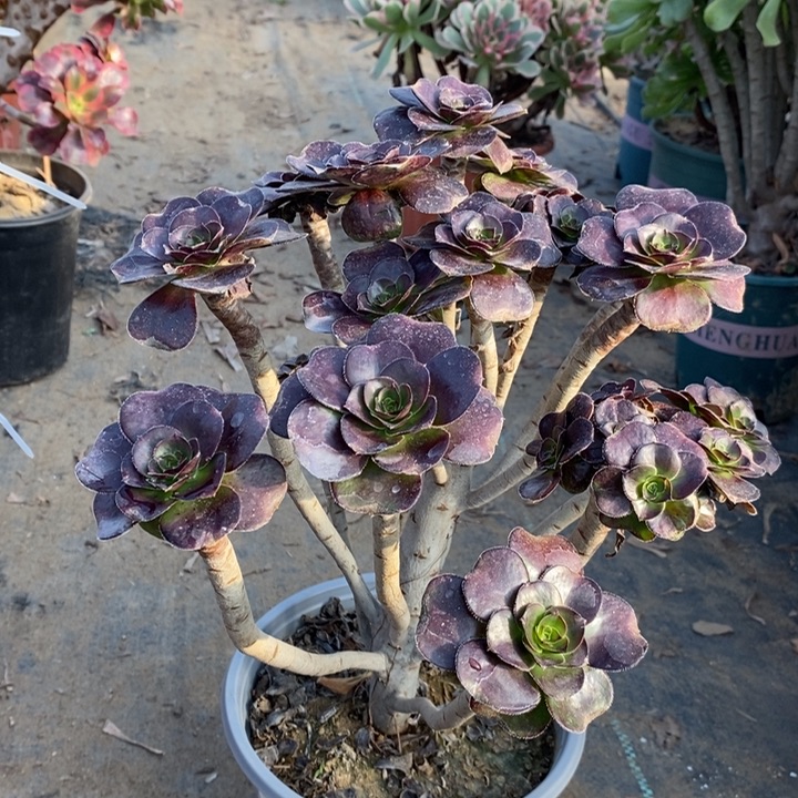 圆叶多肉植物10。  