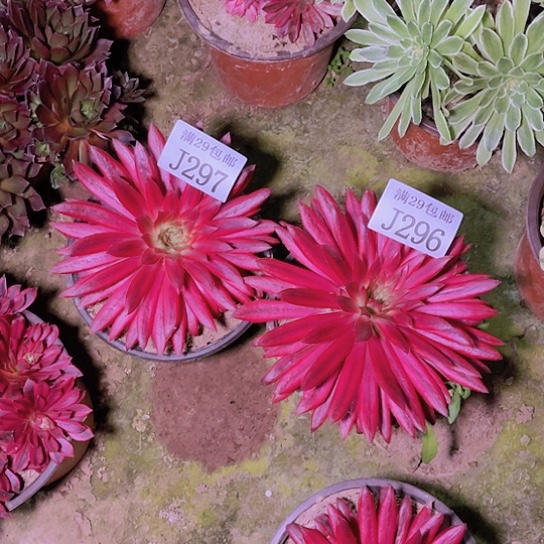 296 297朱雀2颗多肉植物