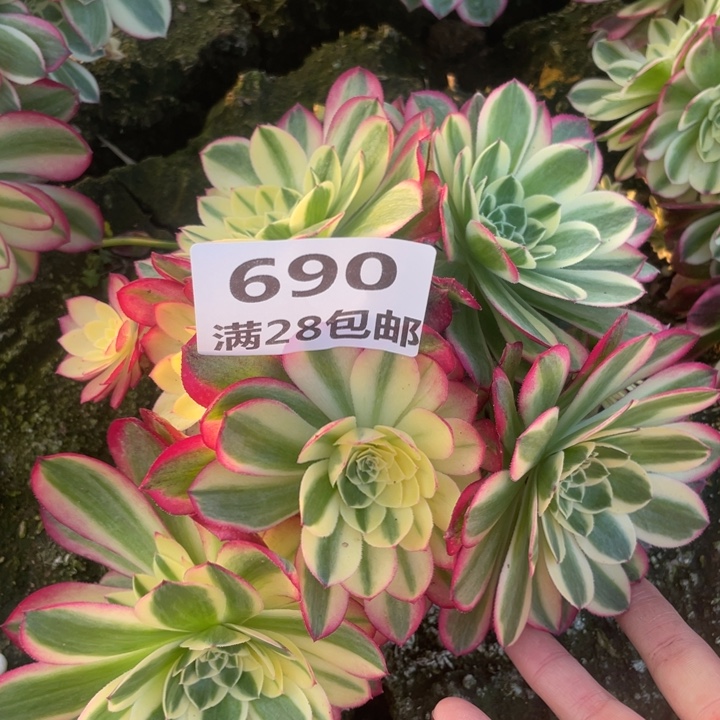 690玉姿二号棚多肉