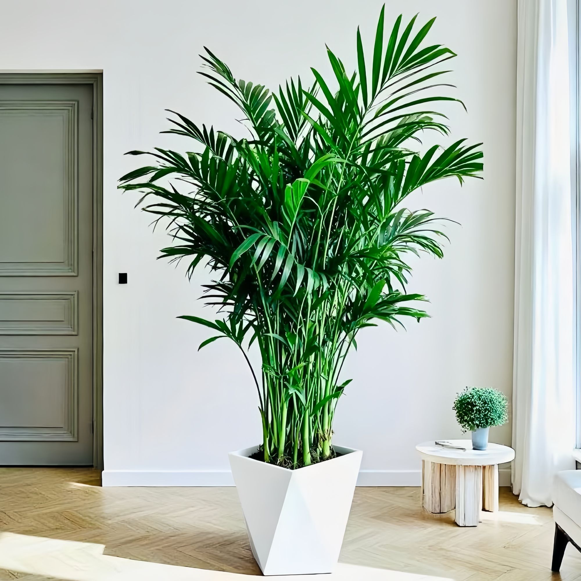 CZ1.2-1.4米富贵椰植物盆栽客厅大型绿植室内落地办公室