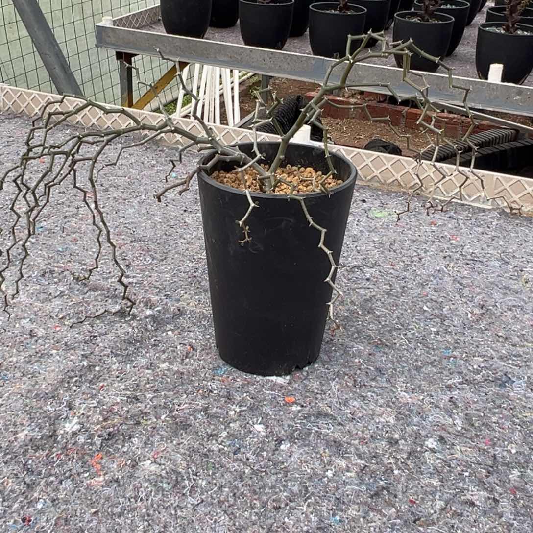 弯曲龙wwwwwwwwwwweew