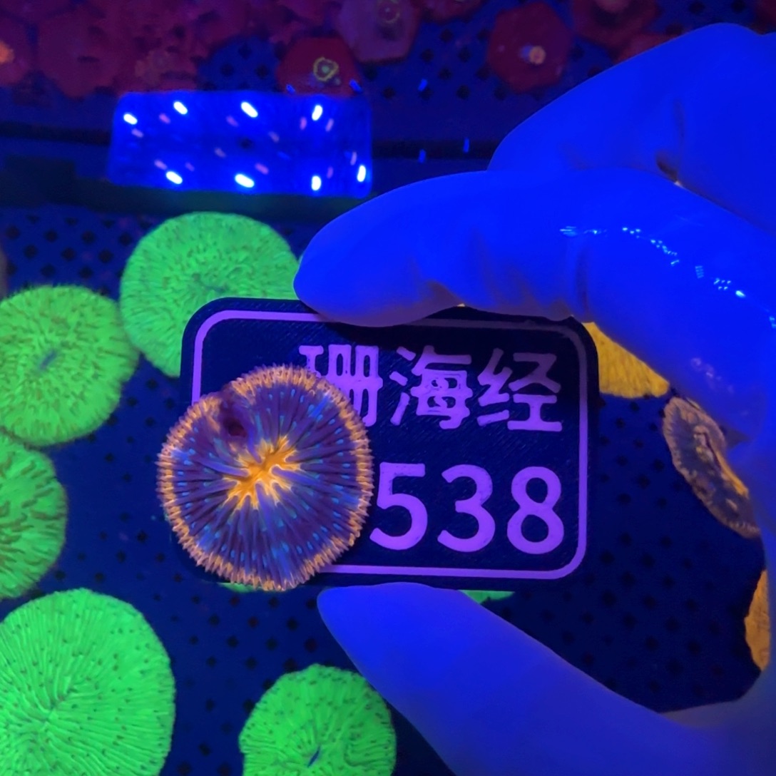 姑***禾纽扣珊瑚又又不包邮藤壶脱藻双色飞盘D538