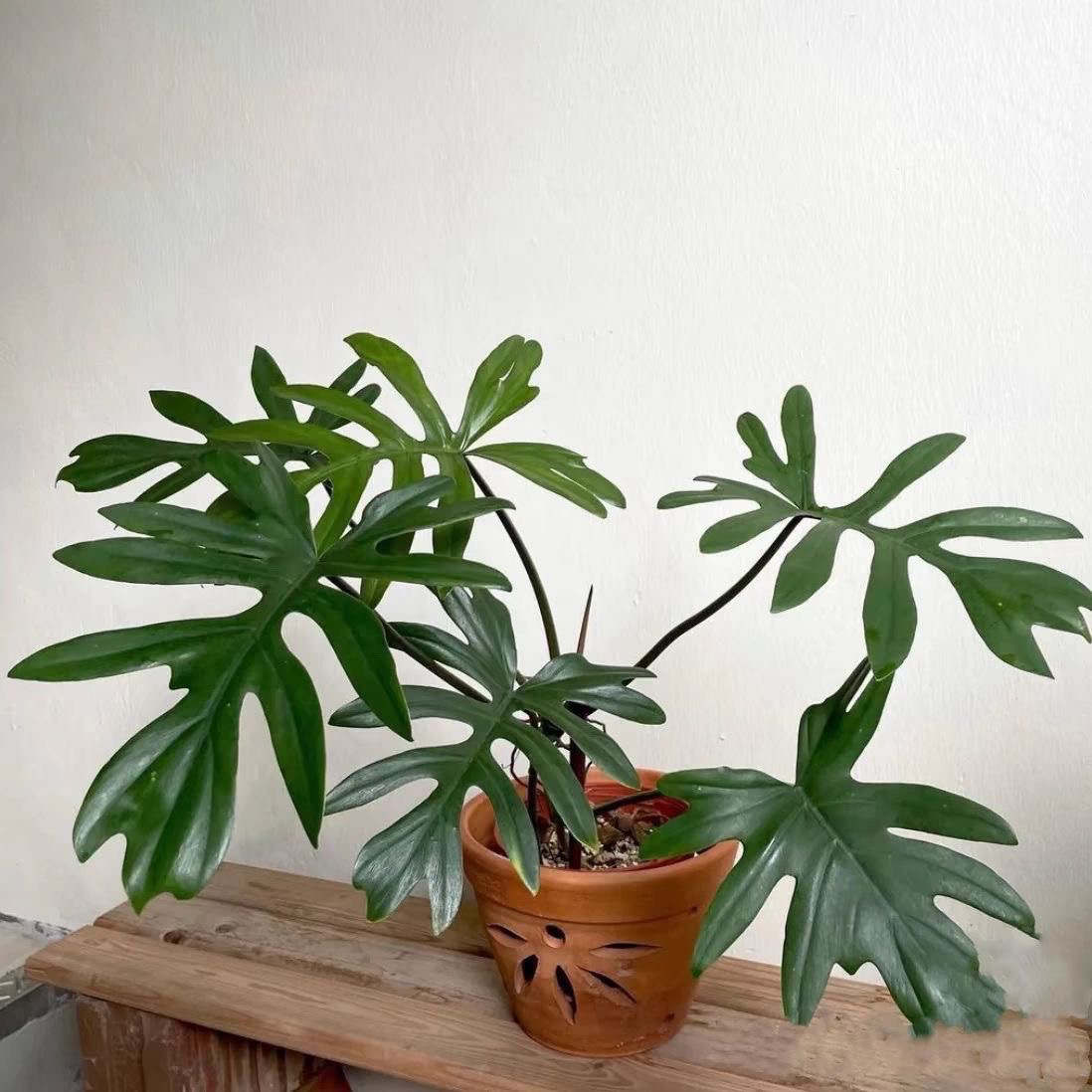 【羽裂蔓绿绒】天南星科好看好养天然锦耐荫植物热植