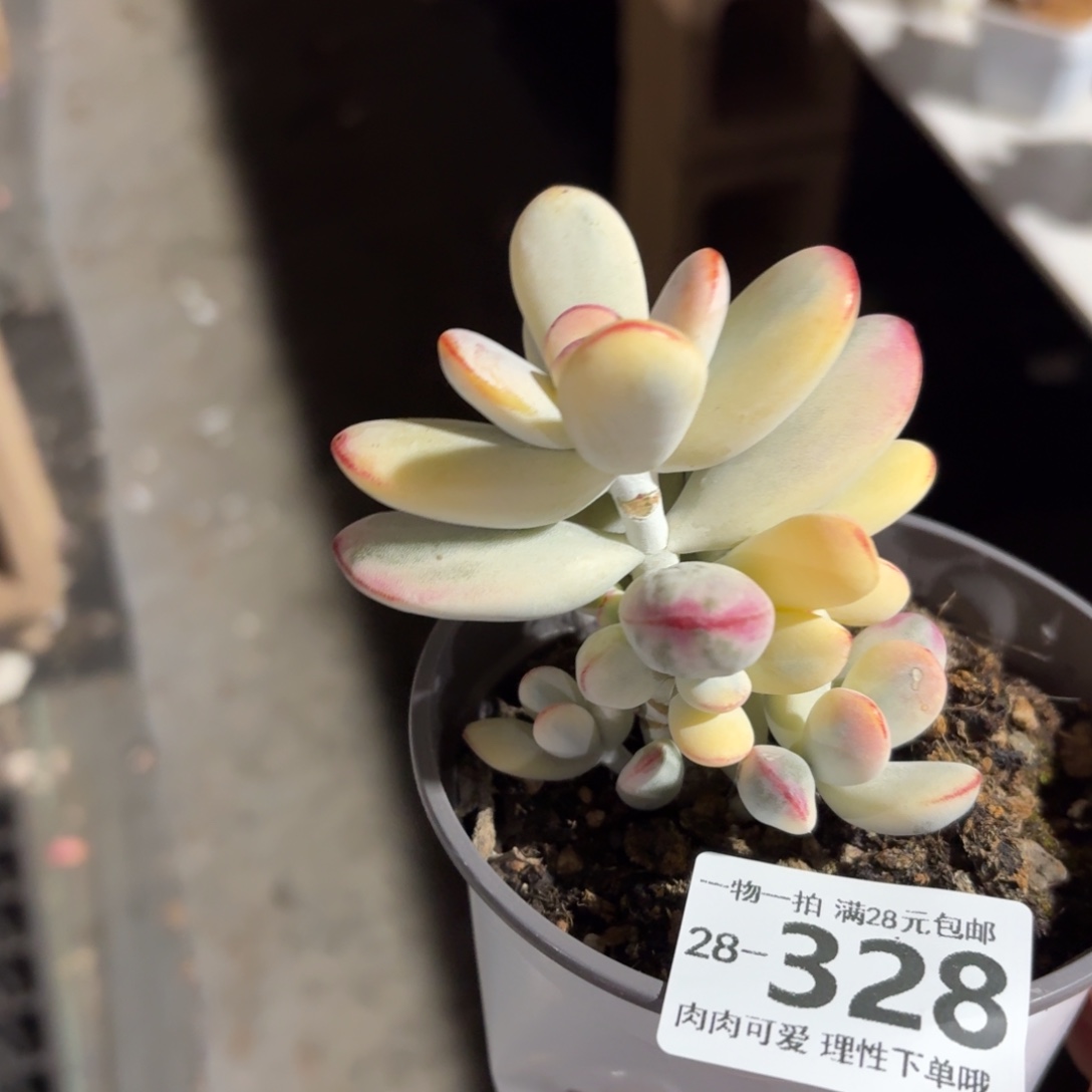 乒乓福娘锦无盆土发货