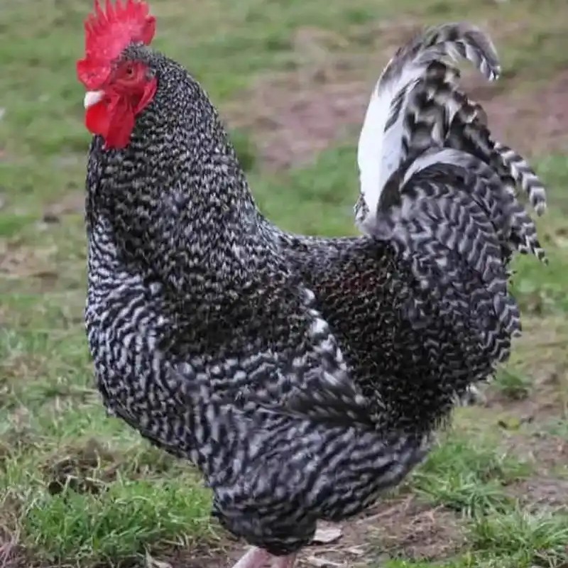 12只土鸡 芦花鸡 宠物鸡产蛋王 公母可选 包活到家