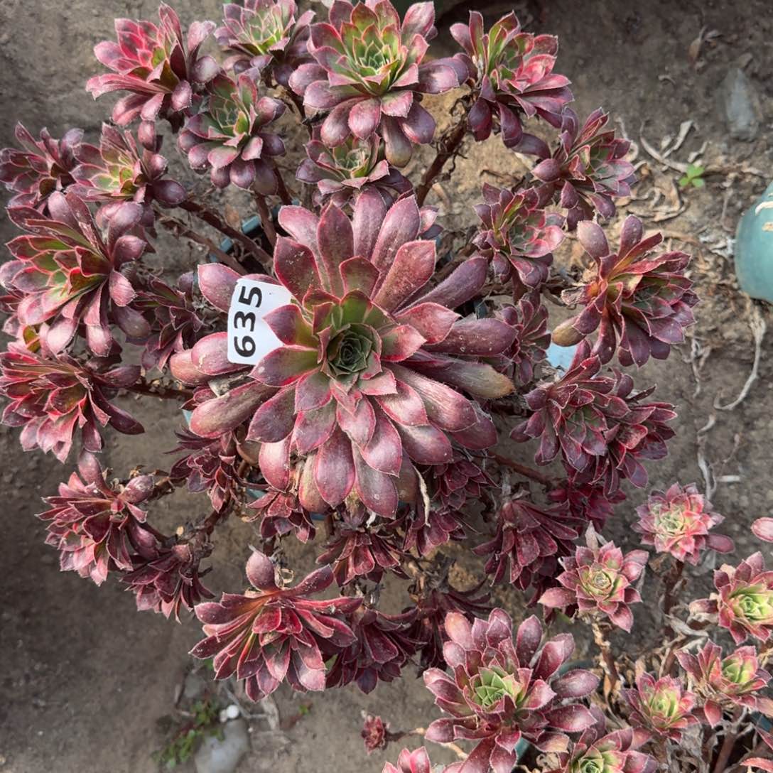 16-27法师惊鸿635