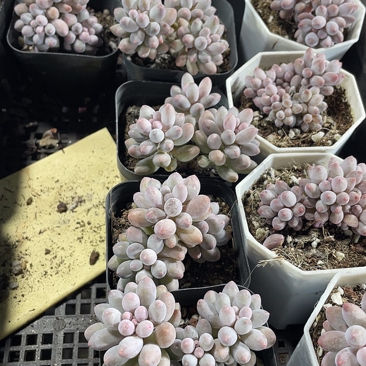 6.5方婴儿手指带盆土发