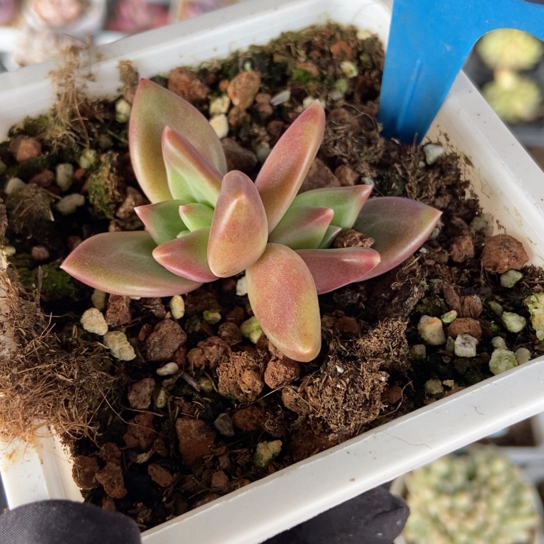 952迷雾泡泡多肉植物保护