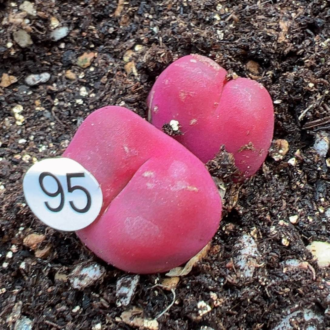 多肉植物111111111111111科