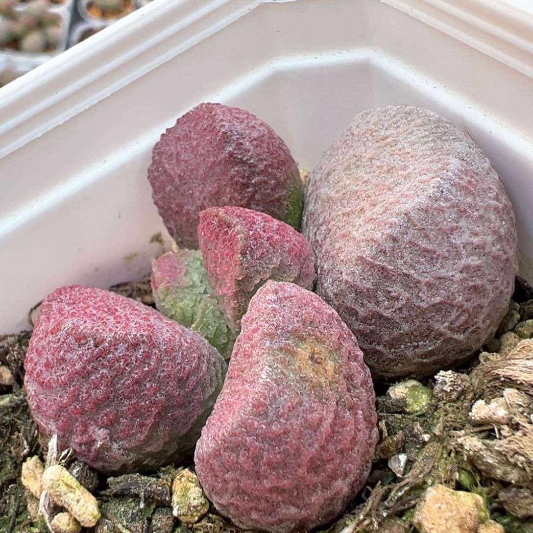 红烧肉多肉植物水泡有一点干皮特价