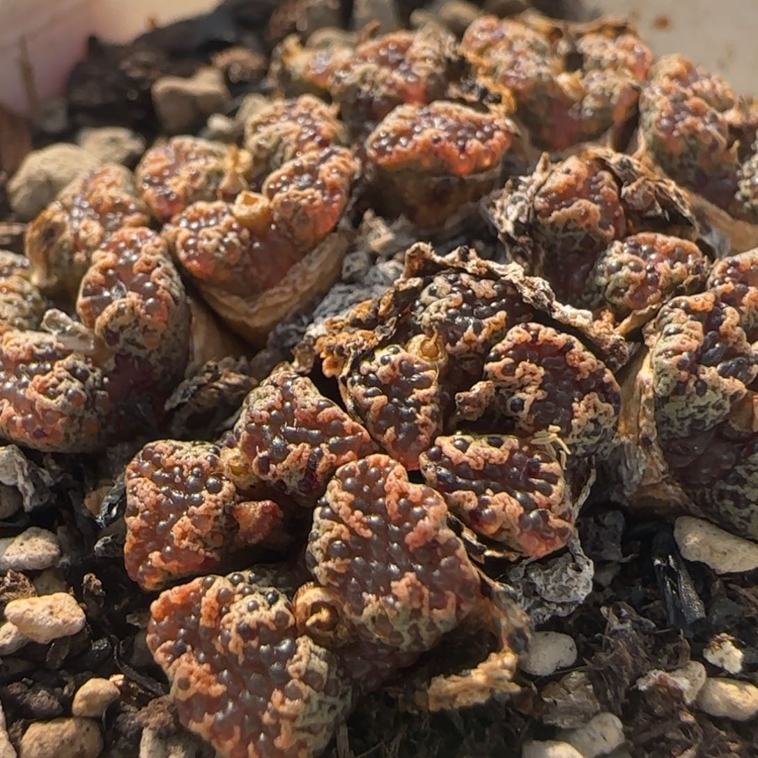 泡泡勋章多肉植物874