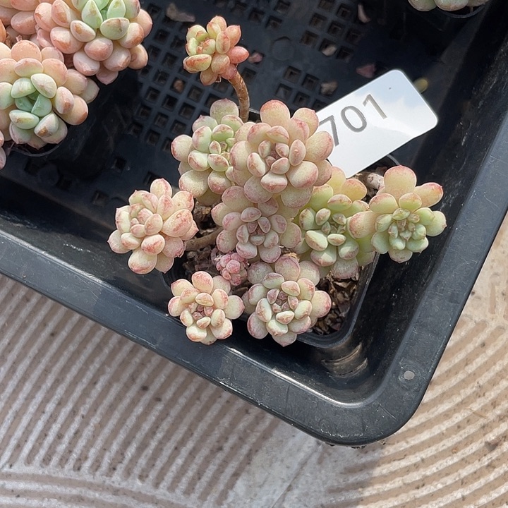 701。  小红蛋。    量拍。