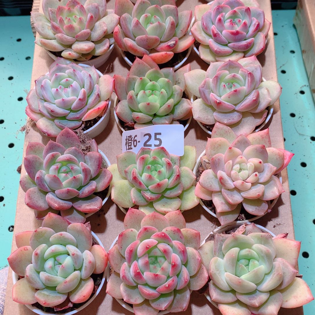 6-25一物一拍多肉带盆18颗