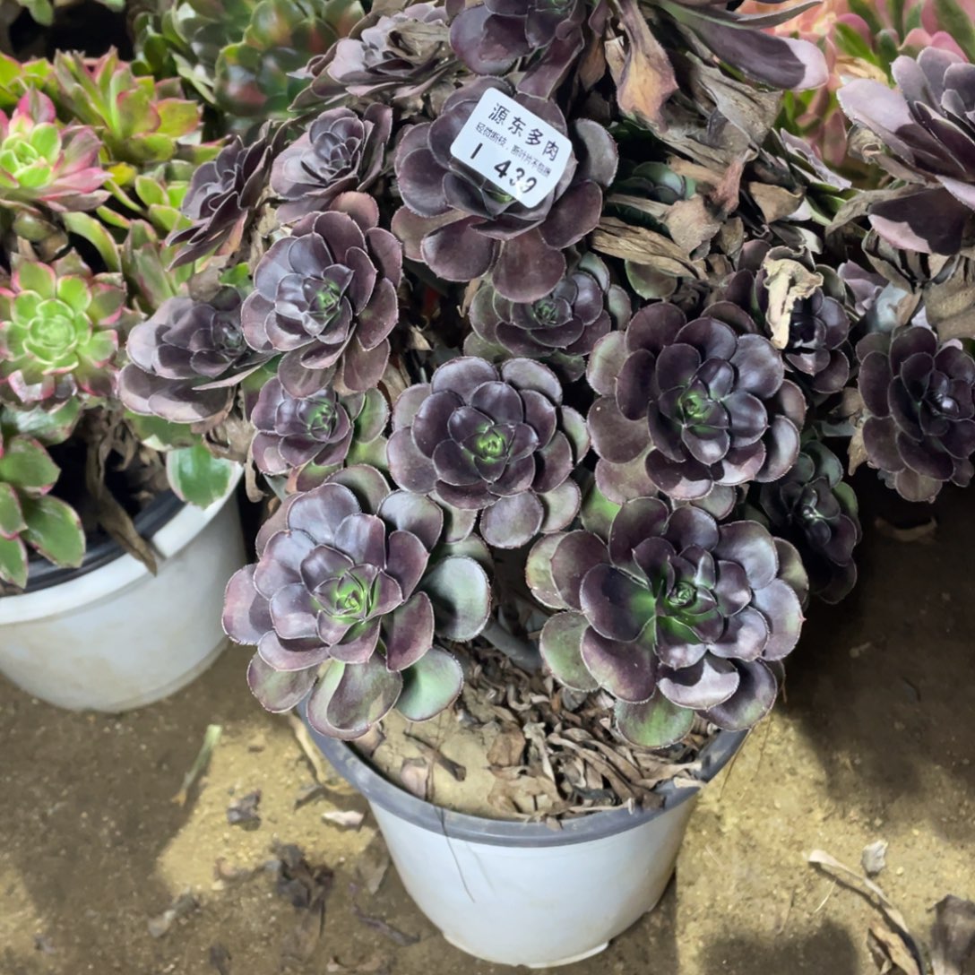 439黑豆多肉法师断枝不包