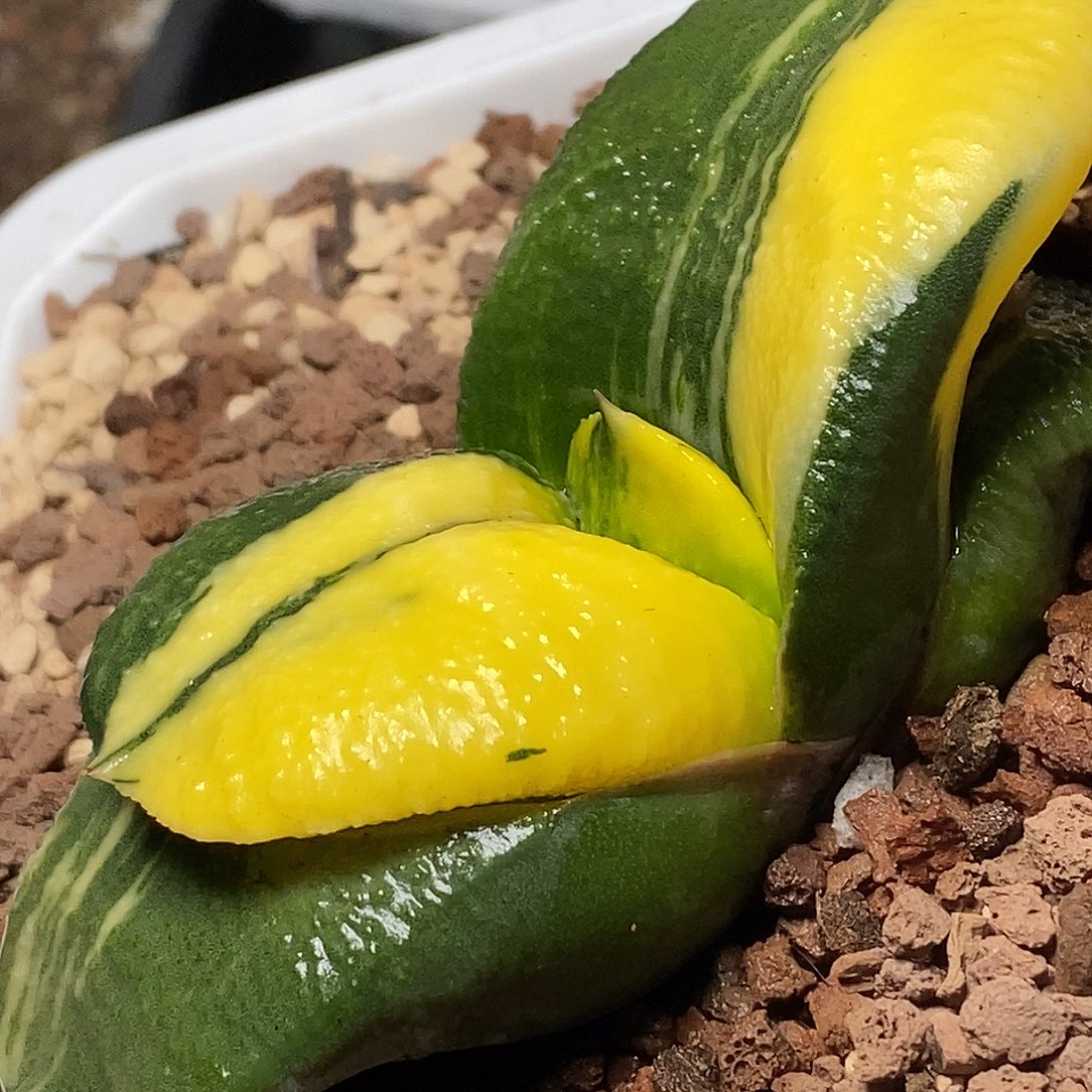 不带盆脱土裸根发货（实生）