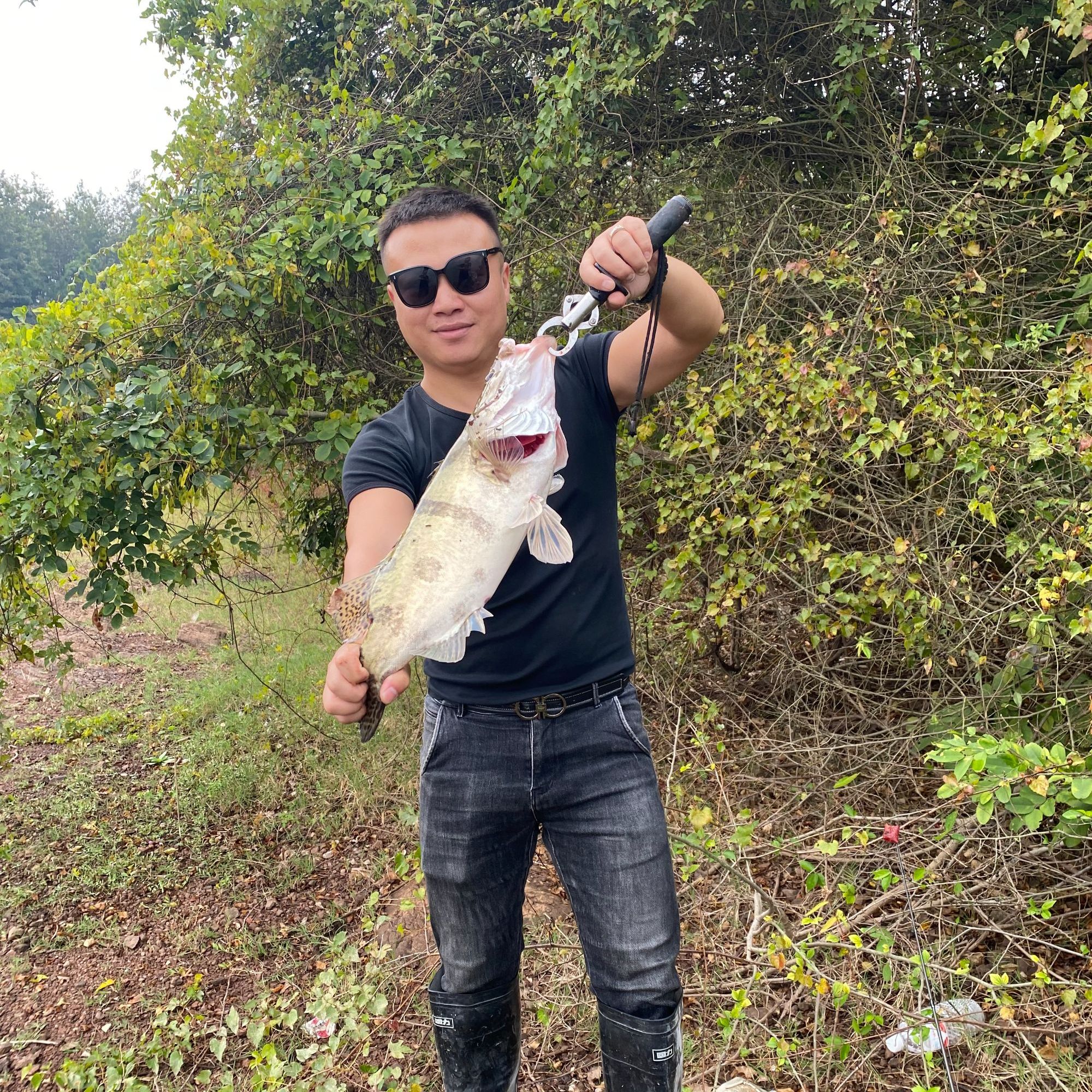 鄱阳湖生态鳜鱼 桂花鱼 桂鱼