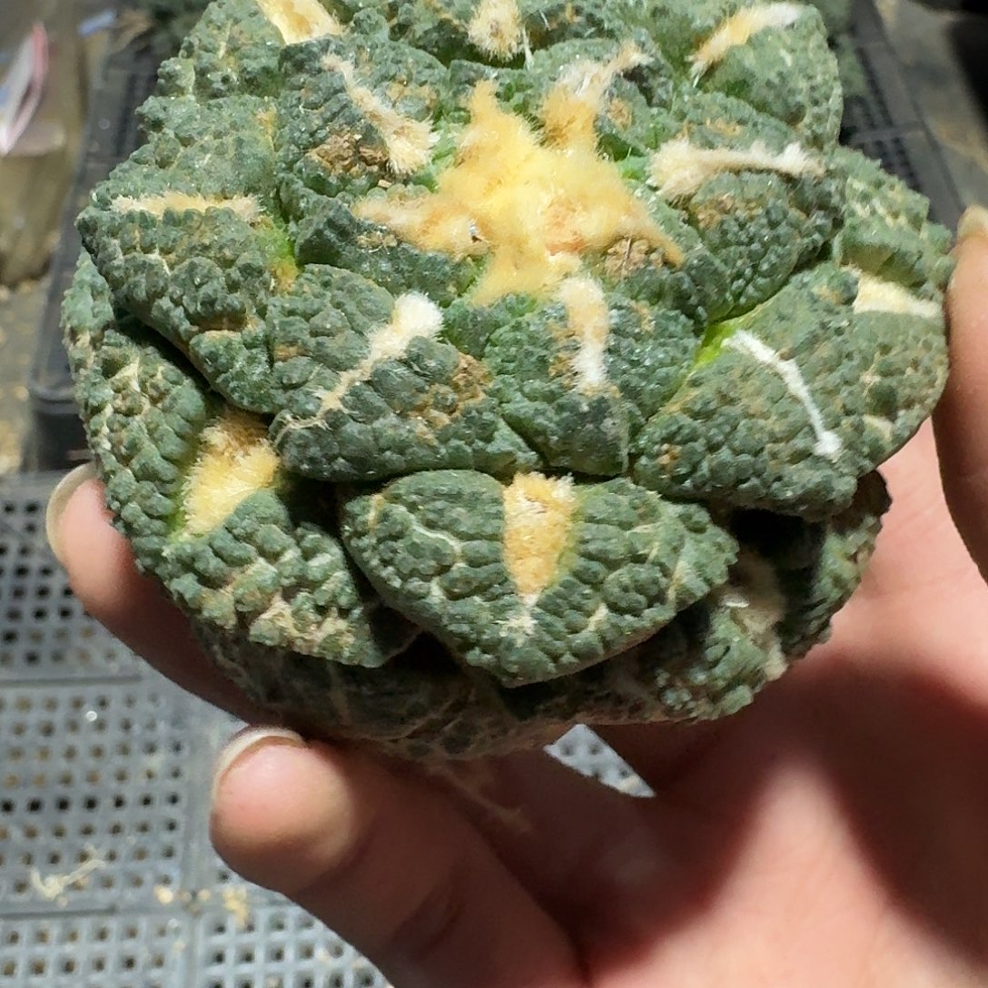 953好仙人球萝卜根