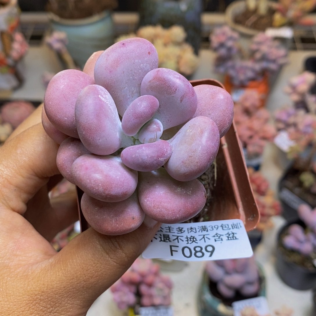 089橙雪球多肉5c m