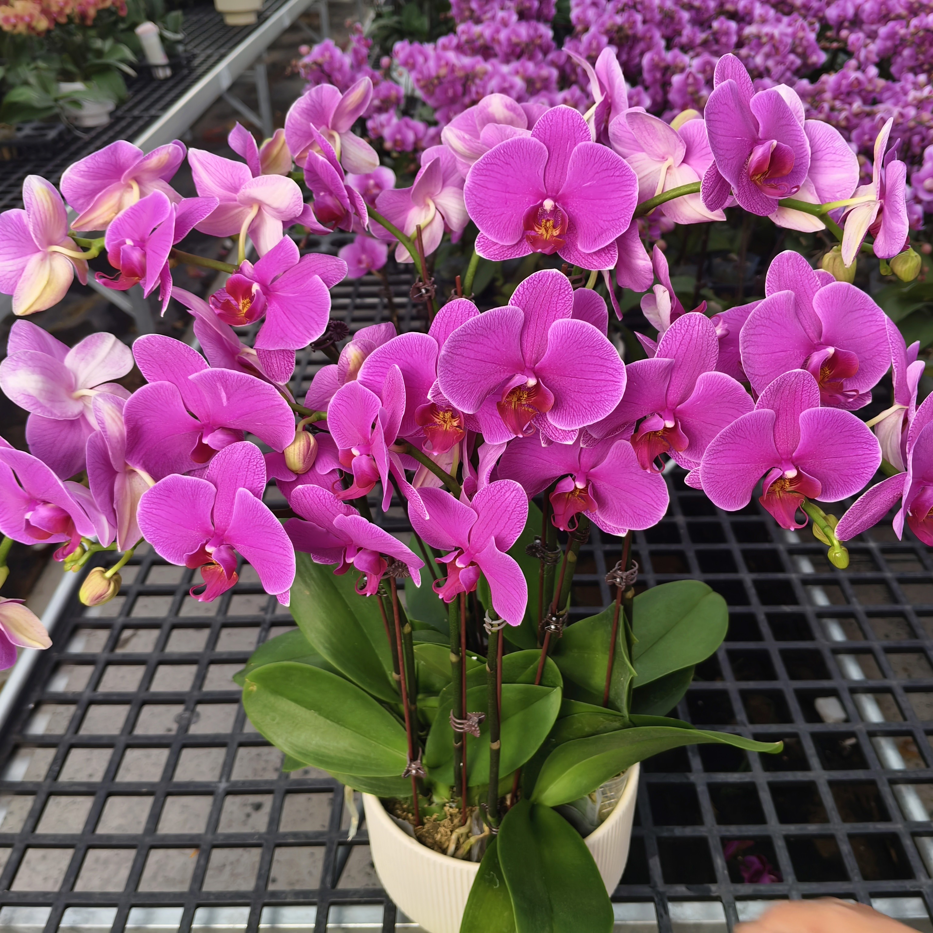 蝴蝶兰【恭喜发财】花苗盆栽带花剑花苞客厅室内四季好养观赏花卉