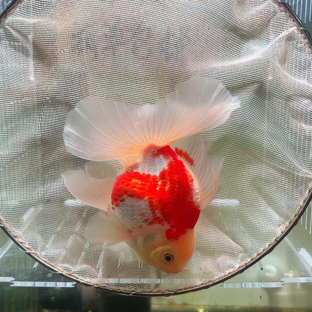 金鱼百褶泰狮亚成28