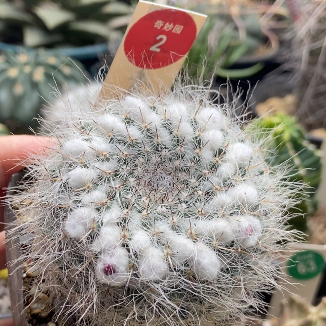 实生银河6cm一棵仙人球