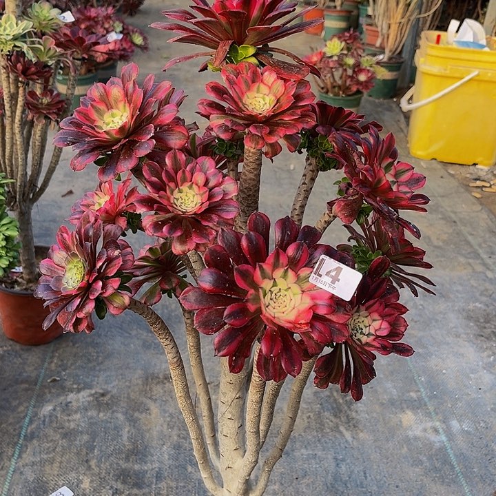 嫁接法师一物一图14