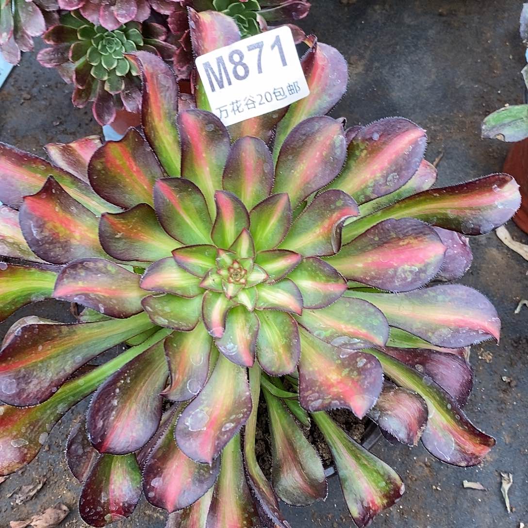 871晚霞多肉植物