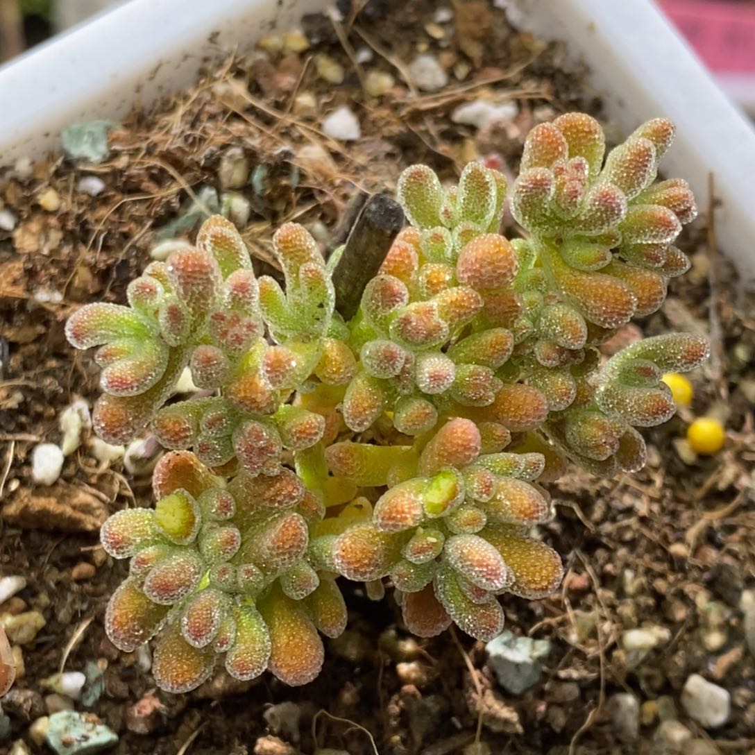 冰晶杂A937枝干番杏特