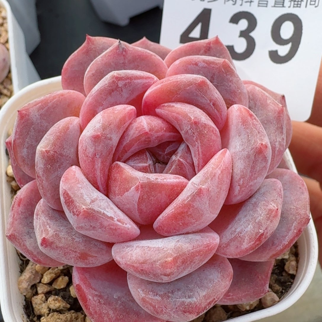 紫魄       多肉植物