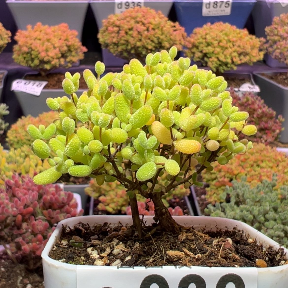 【闪购商品】e030小老桩蜜橘糖球