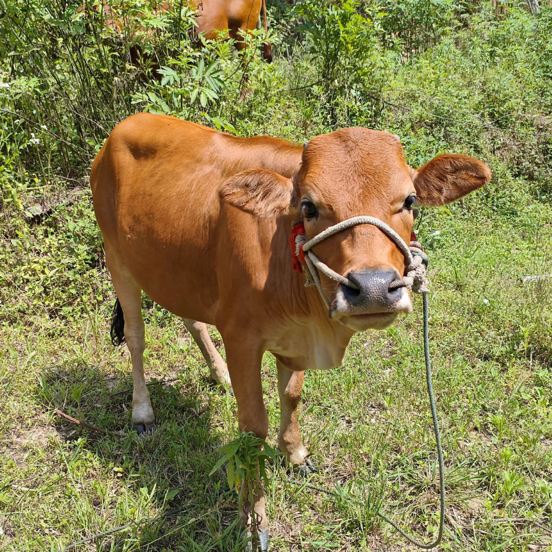 贵州带皮小黄牛肉现切现卖一物一拍（1-20斤）以直播间上称斤数为准