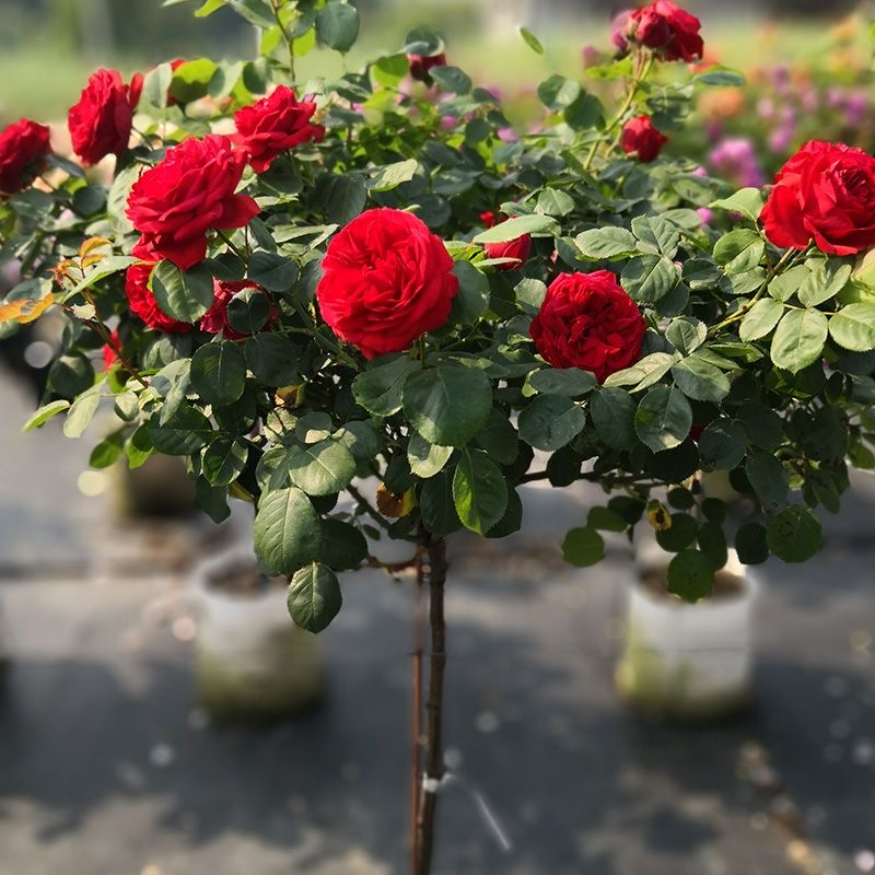 【带花苞发】红绯扇嫁接月季带花苞发货地栽盆栽四季开花