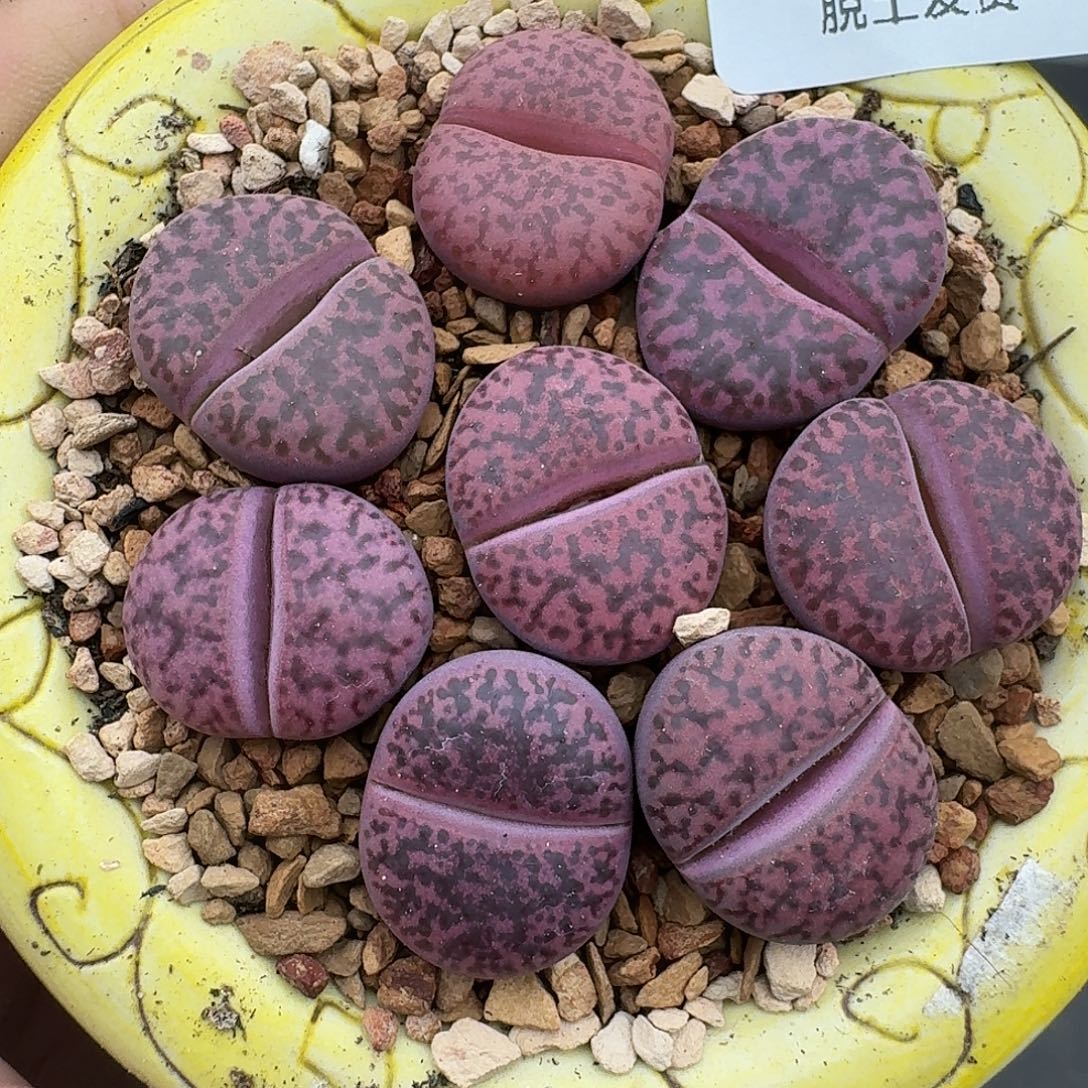 630多肉哈哈哈哈哈哈哈