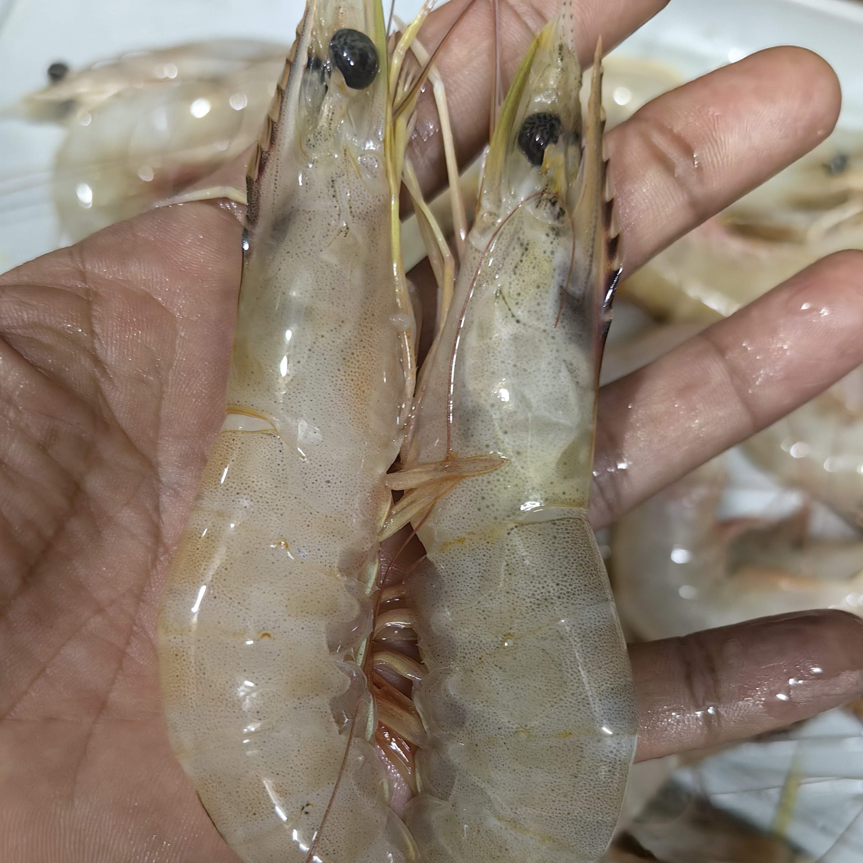 新鲜海虾（湛江徐闻本地海虾）