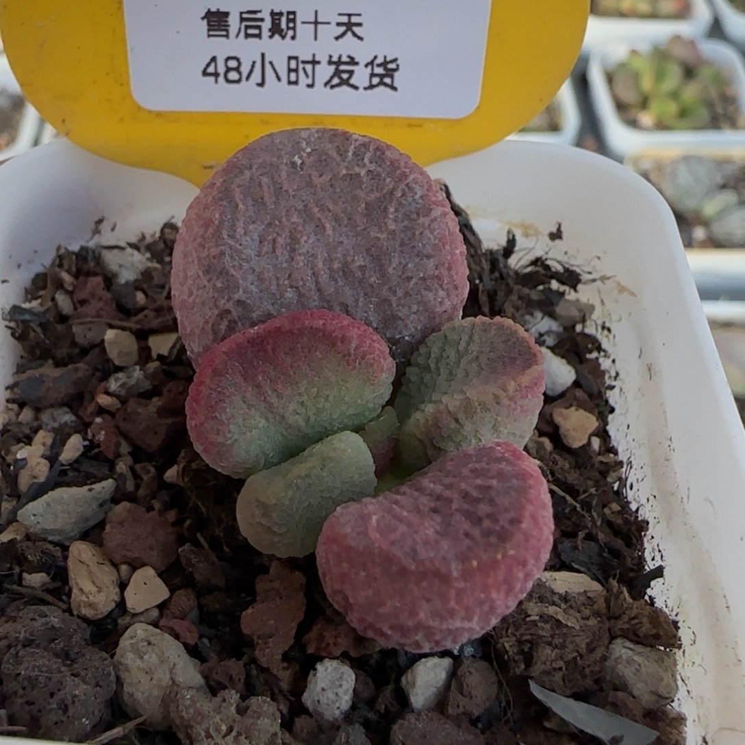 红烧肉。   805。    