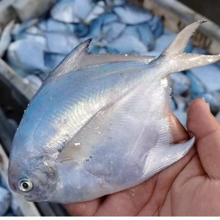 黄海湾深海银鲳鱼新鲜速冻肉质肥美银鲳鱼 一斤/4条 刺少肉多