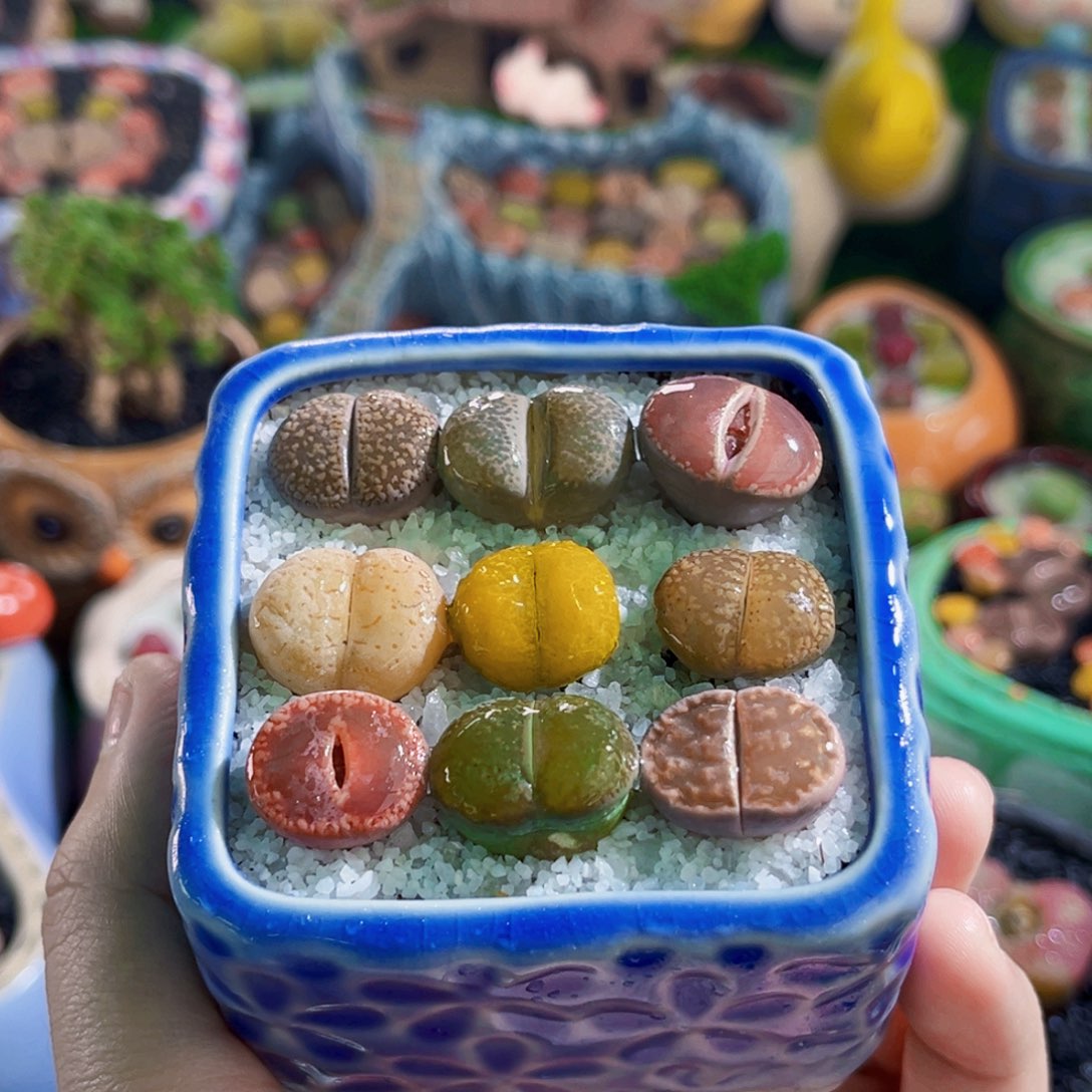 0181.3cm连盆带土全场包邮