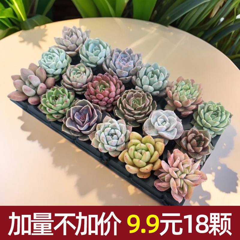 【花伴水】18颗多肉植物组合盆栽搭配系列桌面可爱盆栽