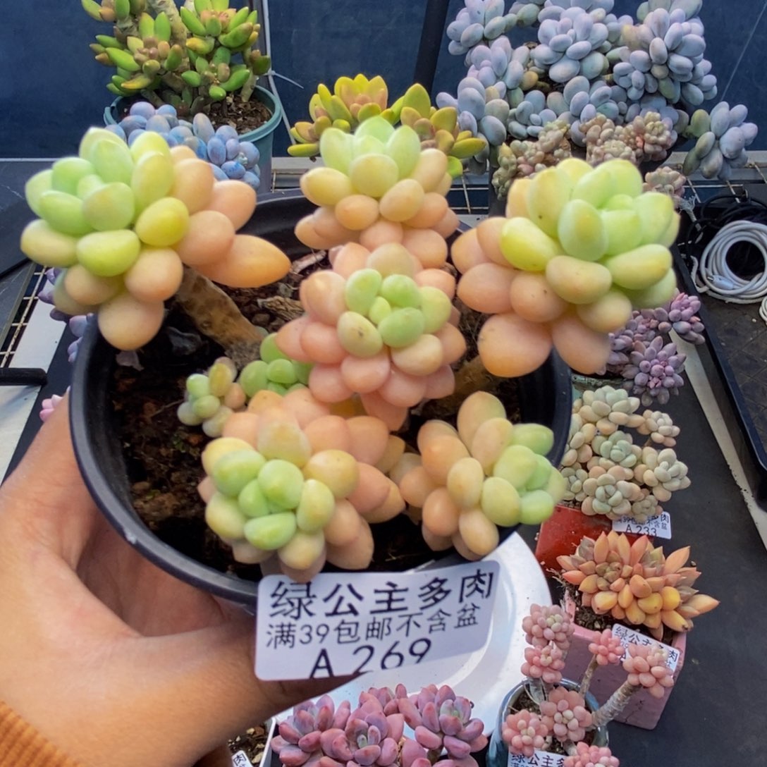 269洛可可多肉7c m