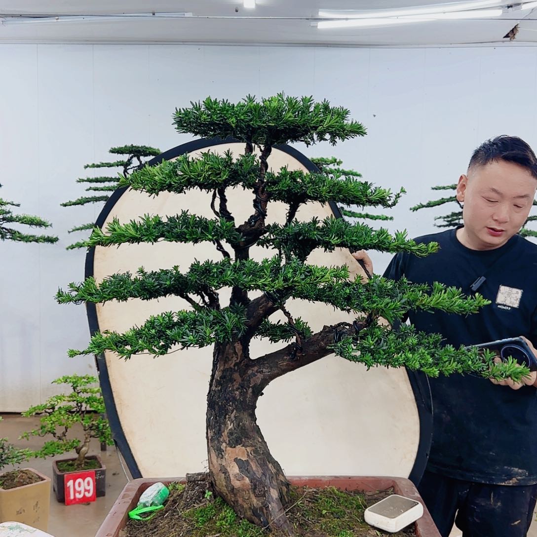 无花朵盆景制作过程非常