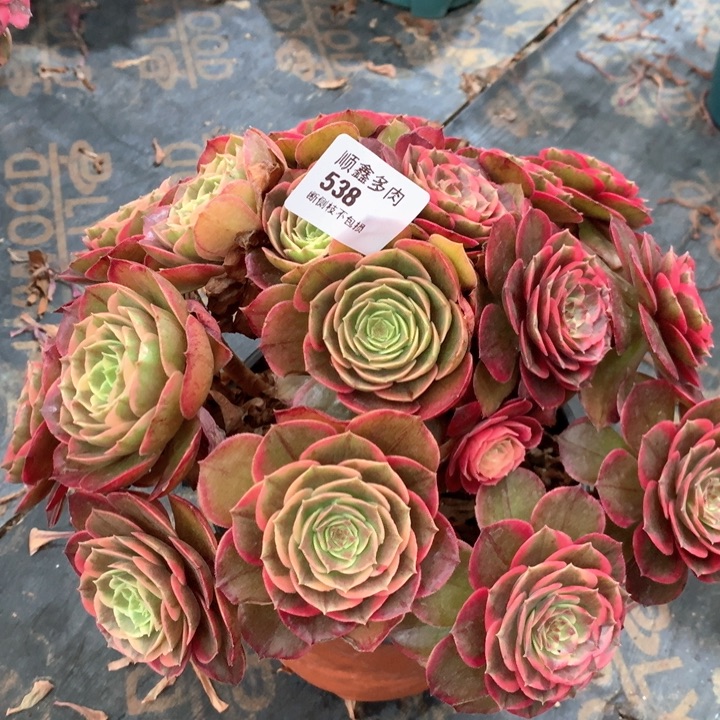 538粉花妖多肉植物