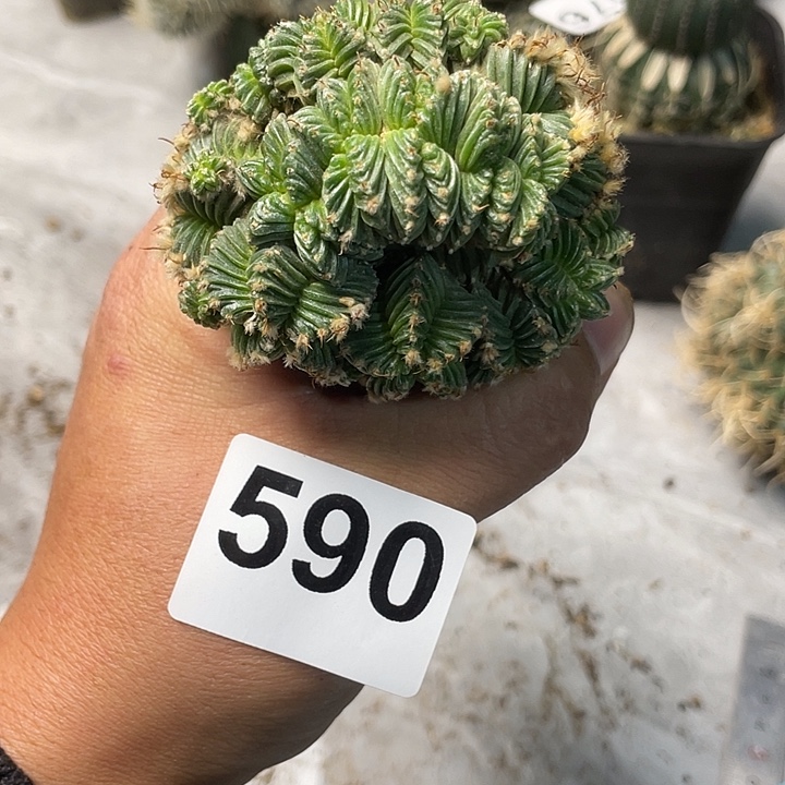 完全开放590五星花龙缀